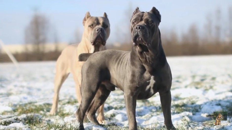 Кане Корсо и амстафф