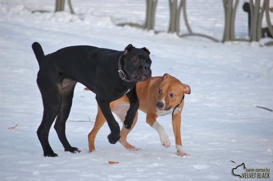 Кане Корсо и амстафф
