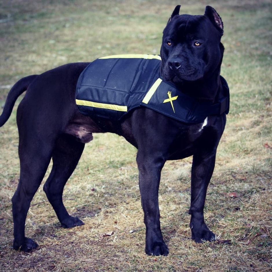 Кане Корсо и амстафф