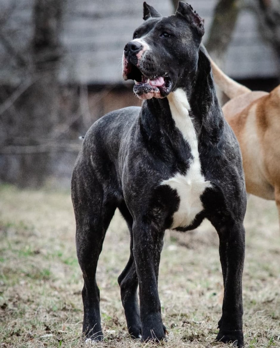 Мастиф Корсо Канарио