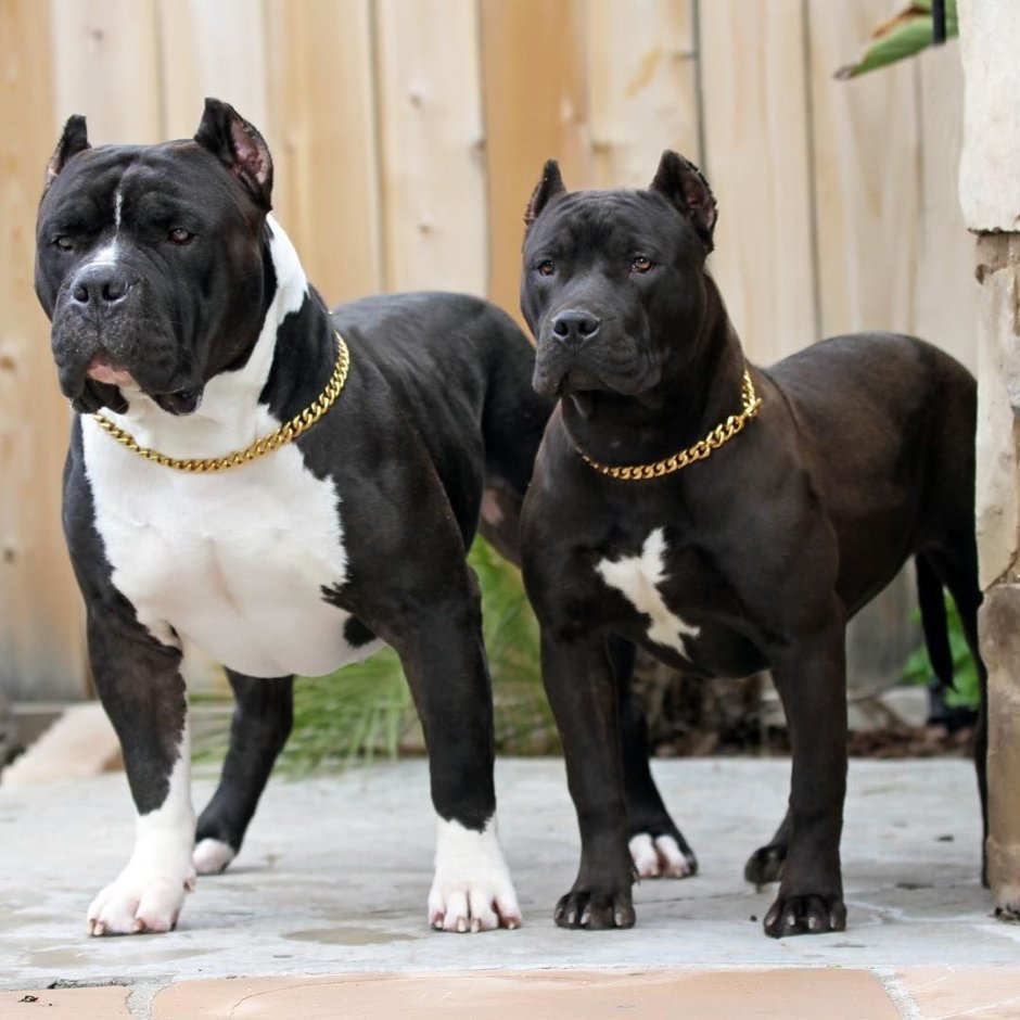 Американский стаффордширский терьер черный