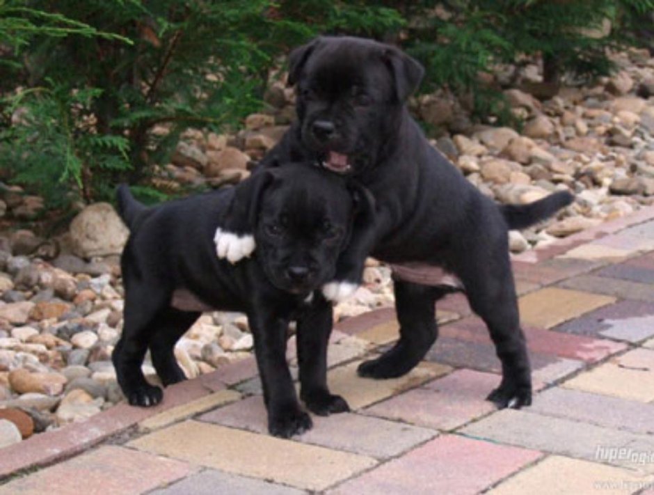 Стаффордширский терьер черный щенок