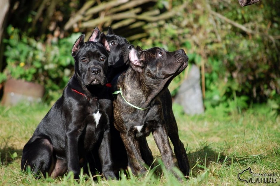 Кане Корсо и Доберман