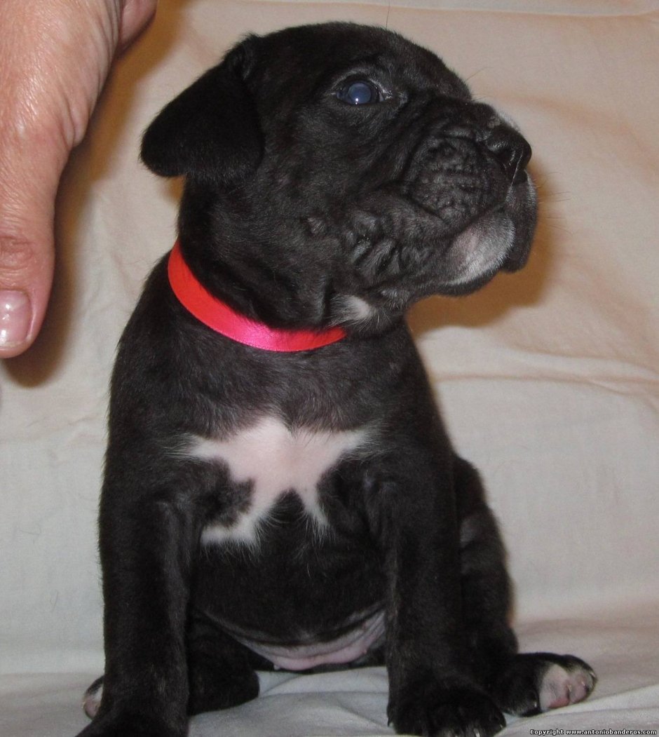 Кане Корсо черный с белой грудкой