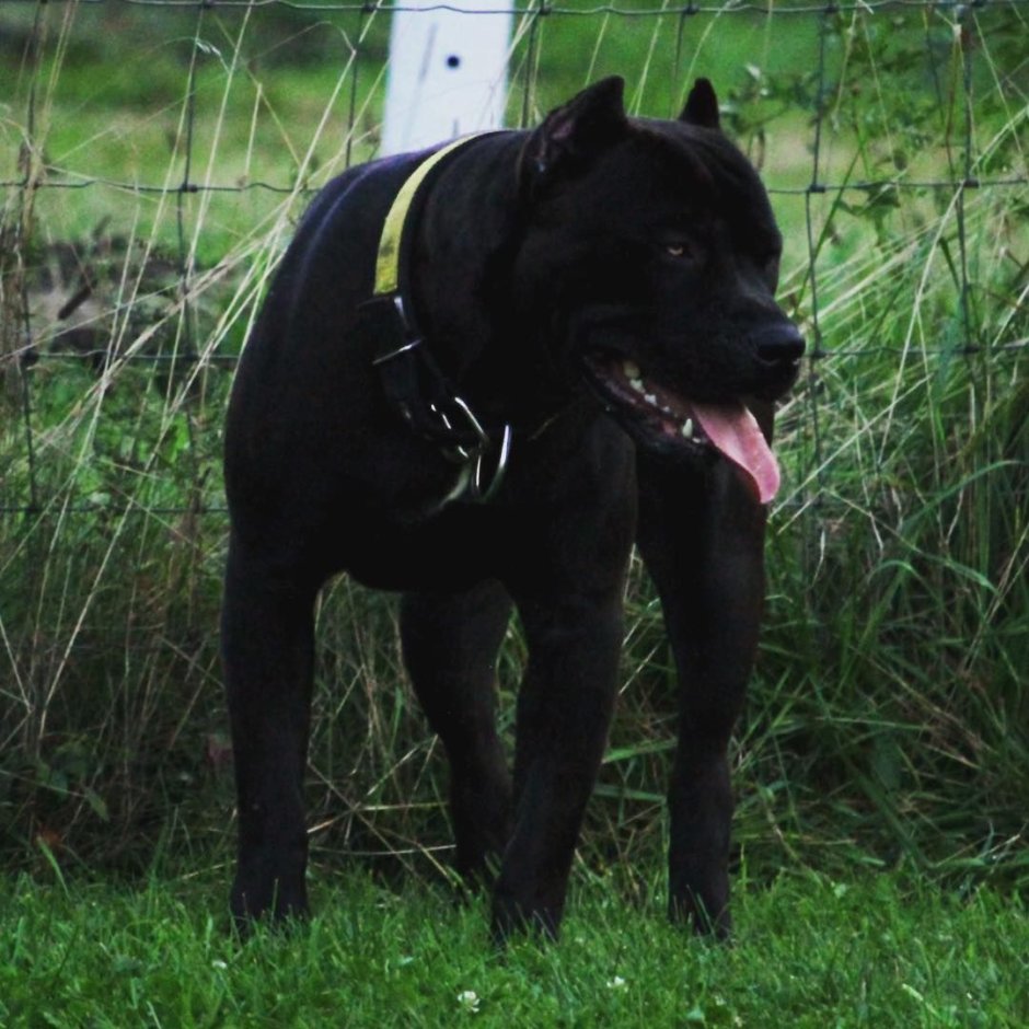 Кане Корсо терьер