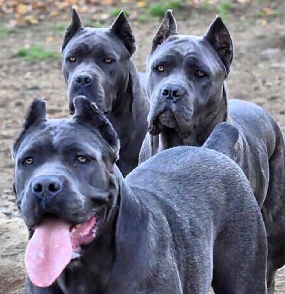 Кане Корсо и питбуль