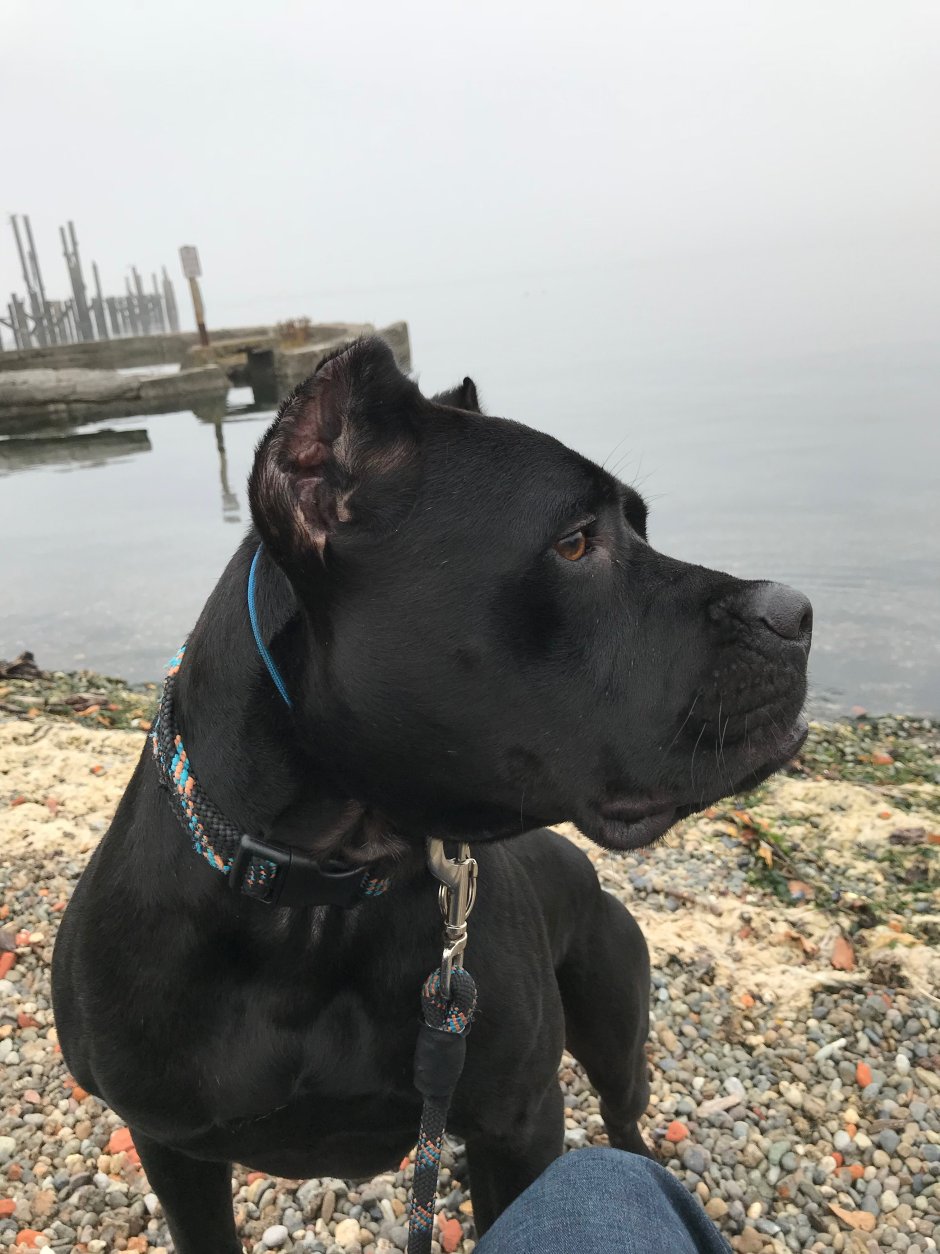 Метис Кане Корсо