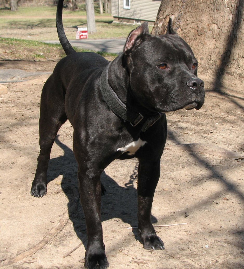 Стаффордширский терьер черный