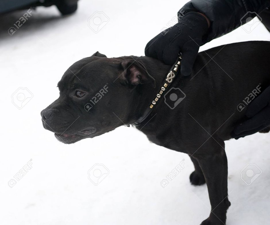 Собака стаффордширский терьер черный