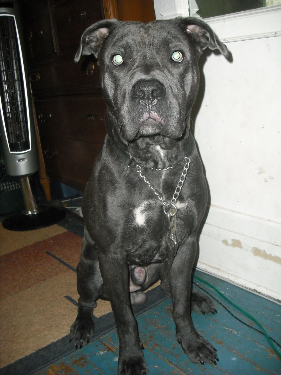 Помесь Кане Корсо