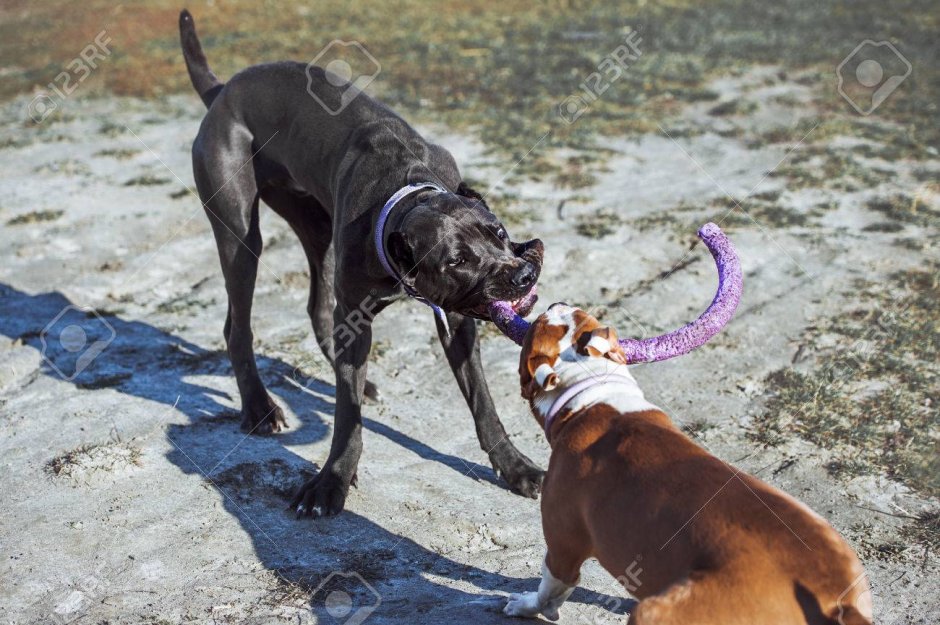 Кане Корсо и амстафф