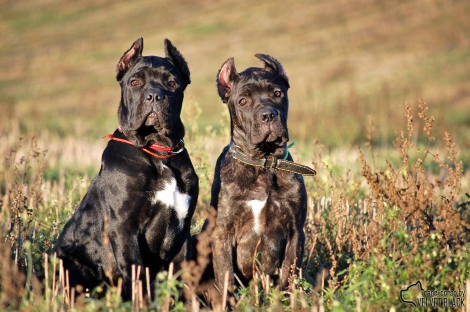 Кане Корсо Продолжительность жизни