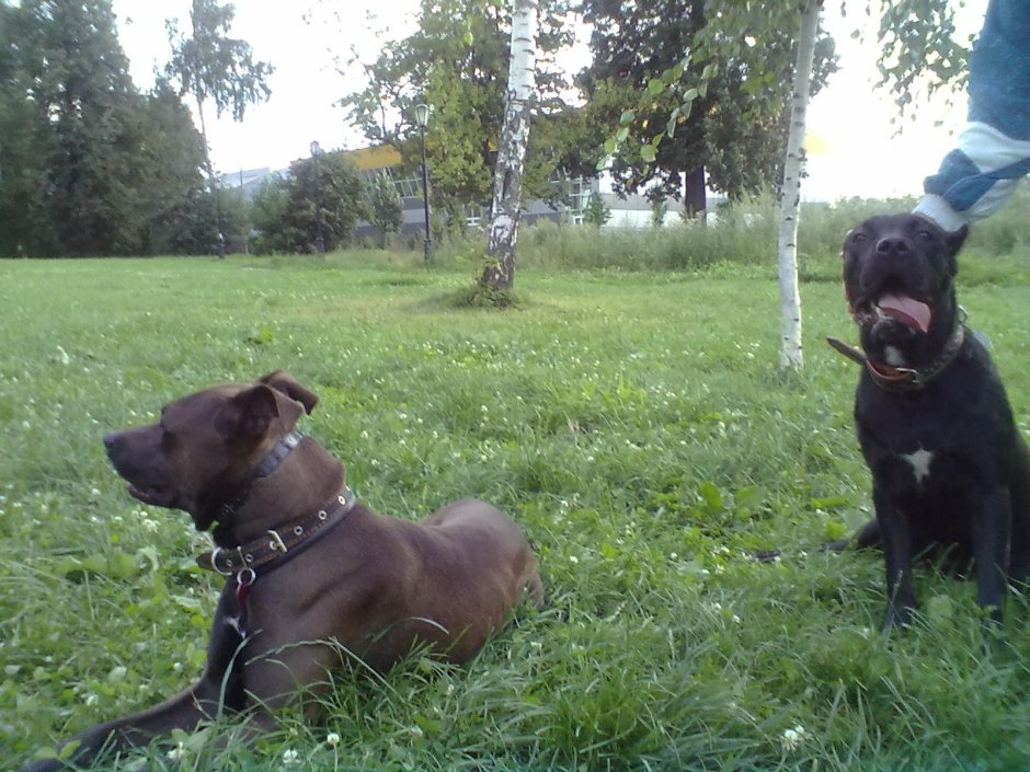 Кане Корсо и стаффордширский терьер