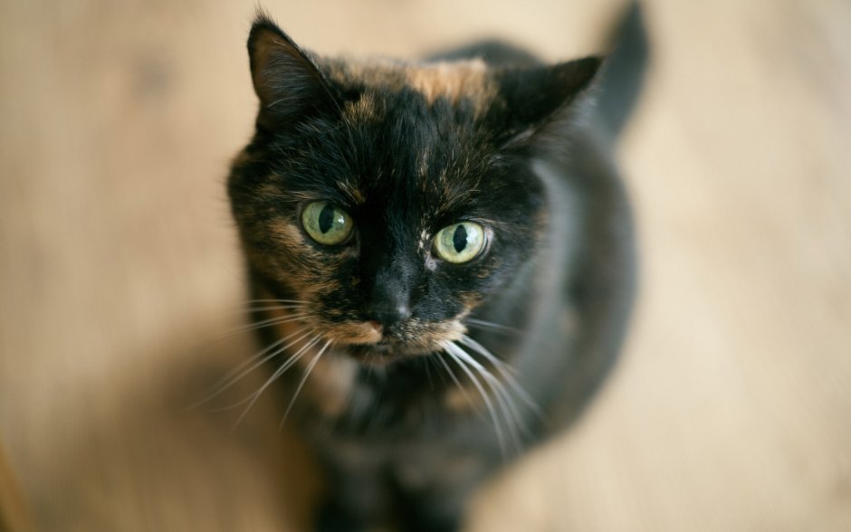 Рыже черная кошка