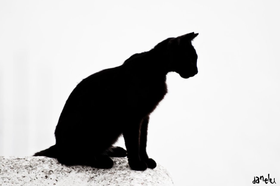 Black Cat Superstition раскраска