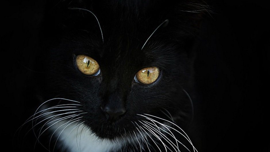 Чёрный кот