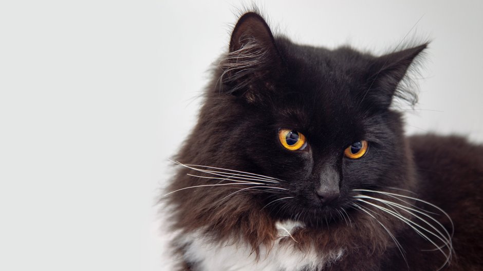 Бомбейская черная кошка Сибирская черная кошка