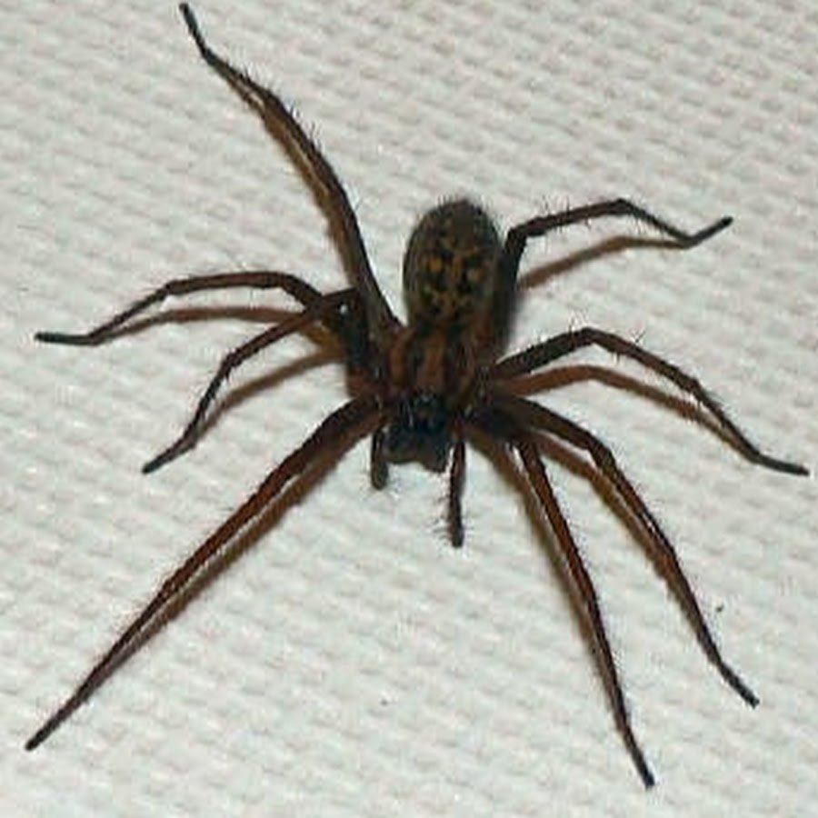 Морские пауки пантоподы