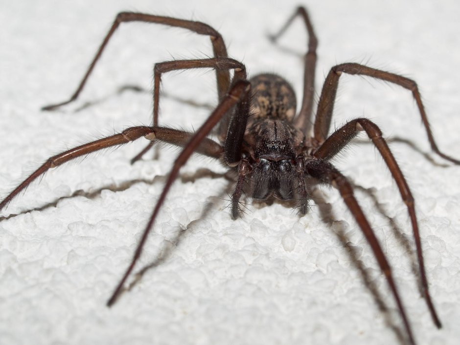 Сенокосец Длинноногий папочка