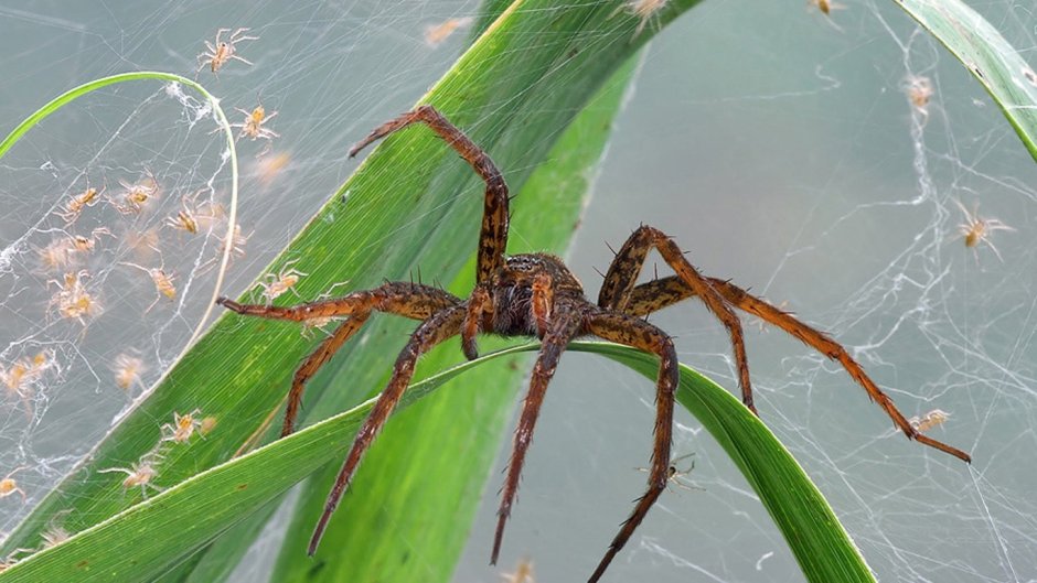 Спайдер Легс