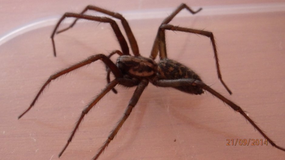 Сенокосец паук ядовит