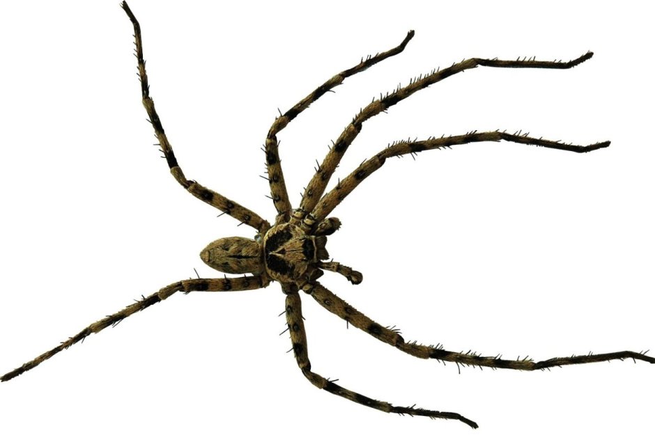 Паук Loxosceles reclusa