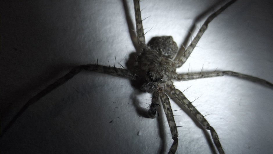 Сороконожка паук с длинными лапами