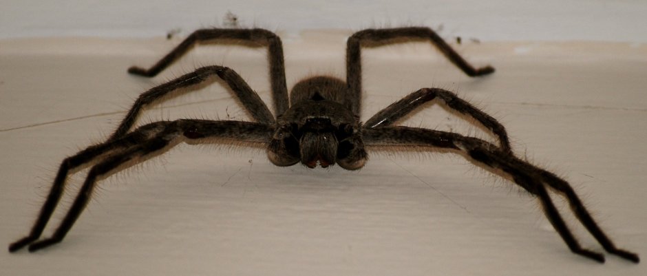 Brown Recluse паук
