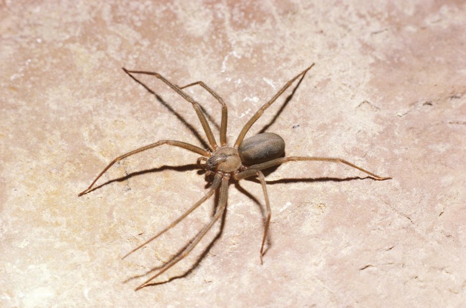 Паук giant House Spider. Tegenaria gigantea