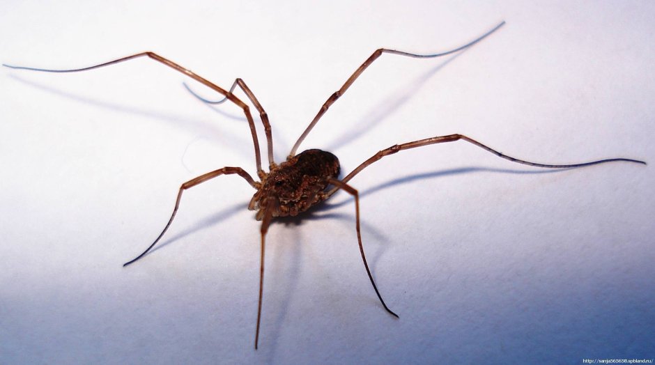 Дэдди Лонг Легс паук