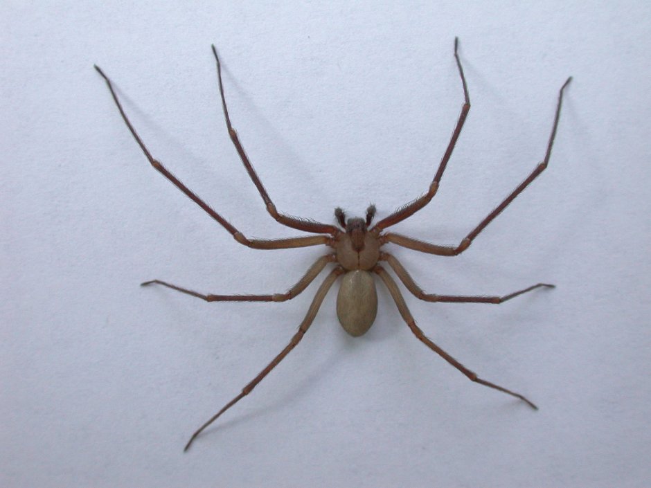 Мизгирь паук домашний маленький