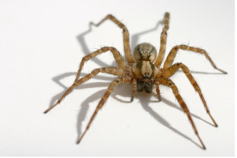 Безумный паук