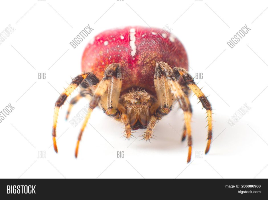 Белый паук с красными точками