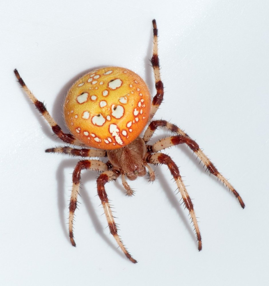 Оранжевый паук-Araneus marmoreus