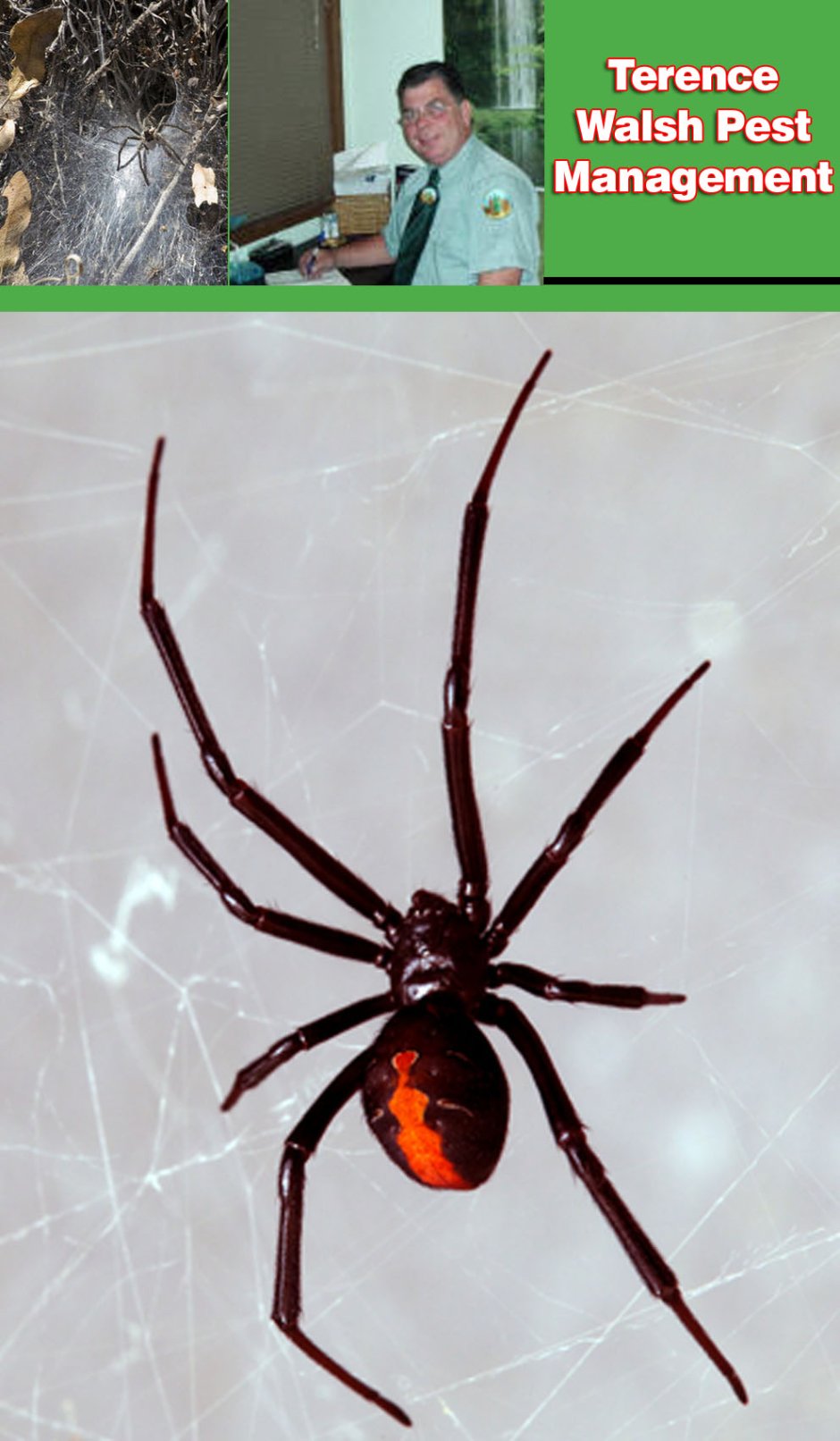 Паук с длинными лапами