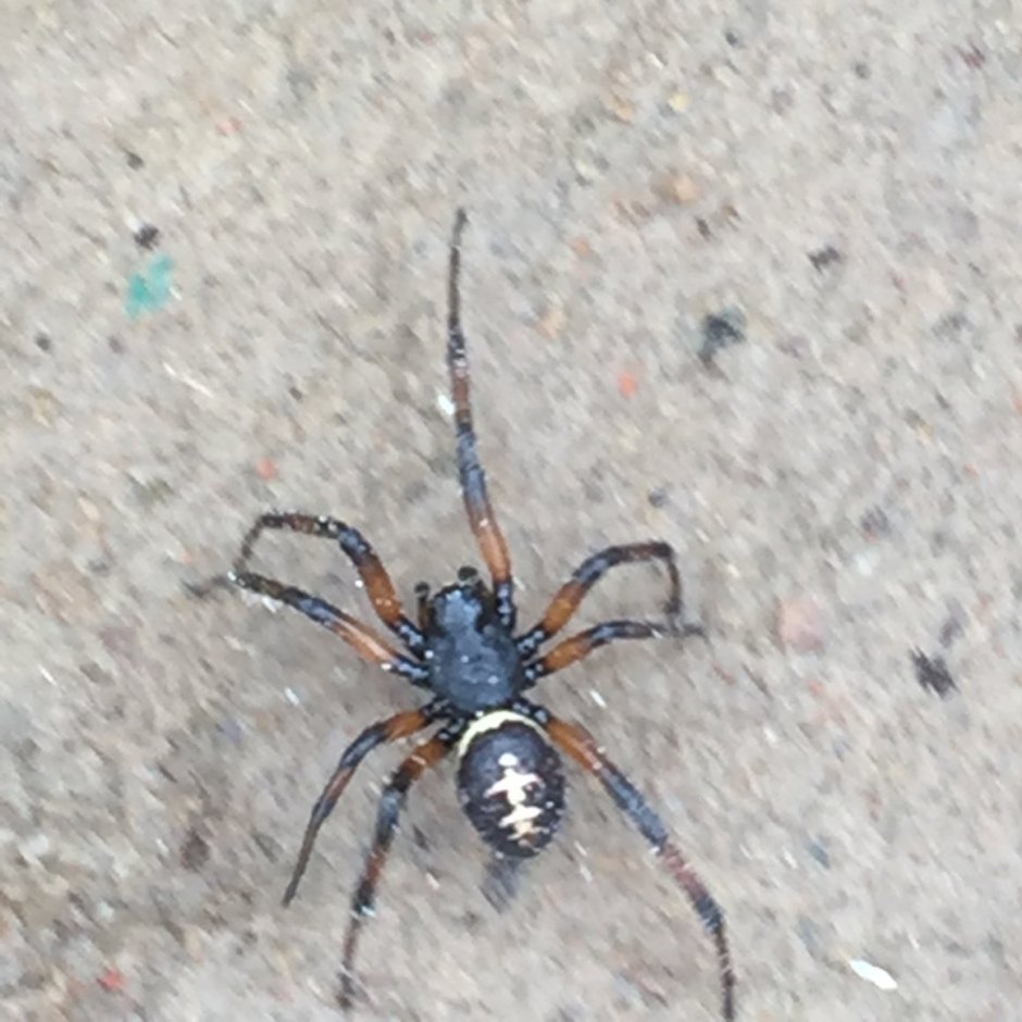 Паук бокоход розовый