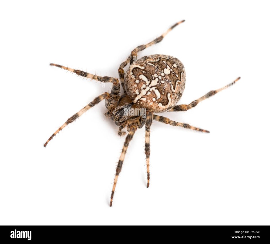 Домашние пауки с красными лапками