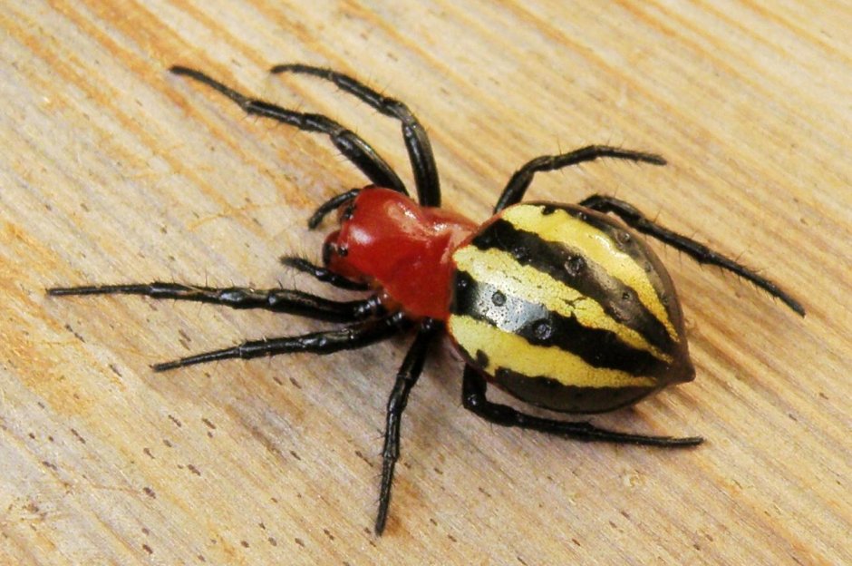 Латродектус катипо