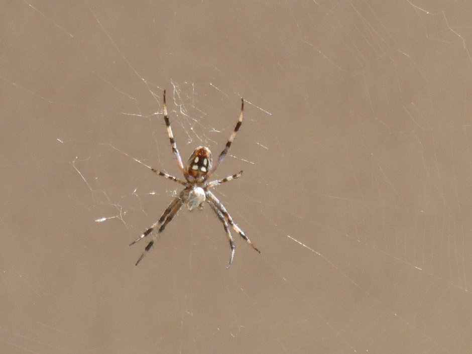 Паук крестовик Каракурт белый