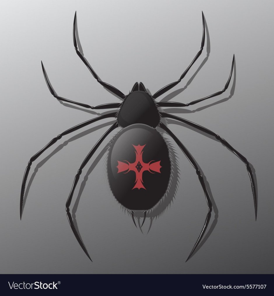 Паук крестовик черный маленький