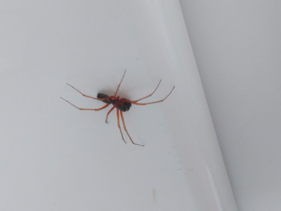 Паук крестовик черный с красным