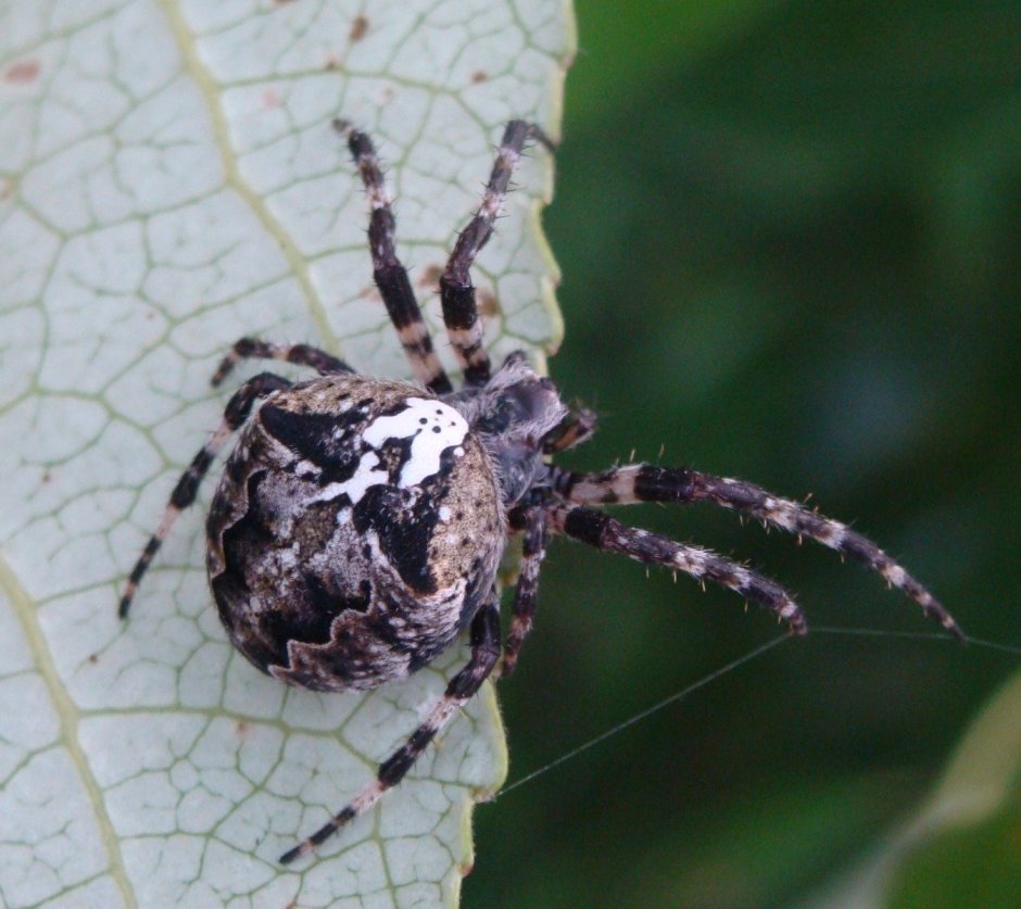 Паук мухомор