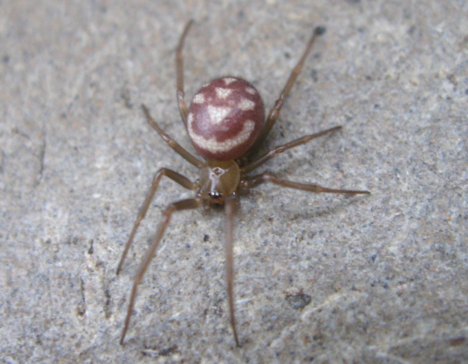 Стеатода паук коричневый