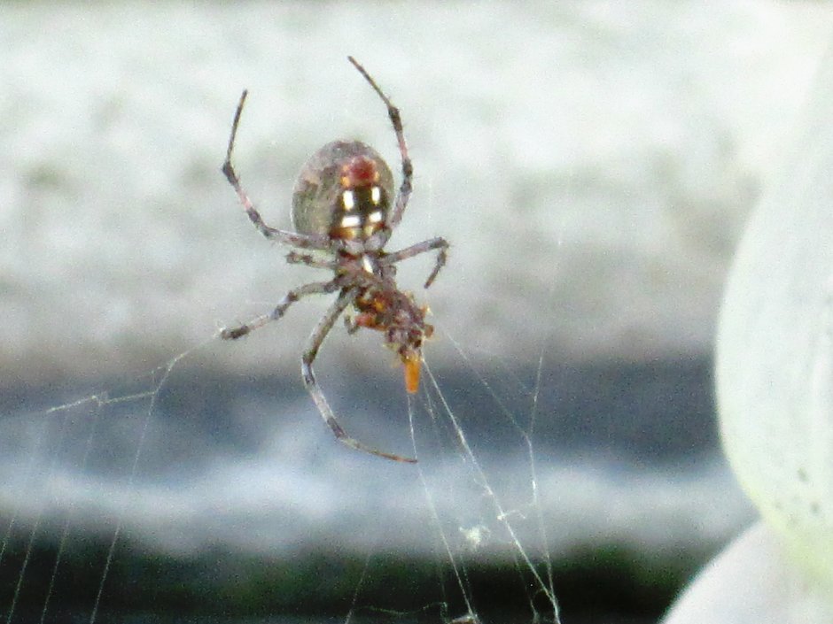 Белый паук с красными пятнами