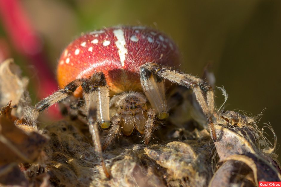 Паук с короной на туловище