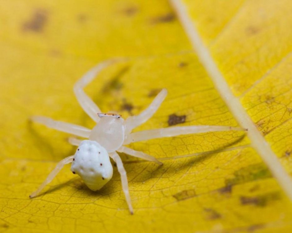 Паук коричневый крестовик