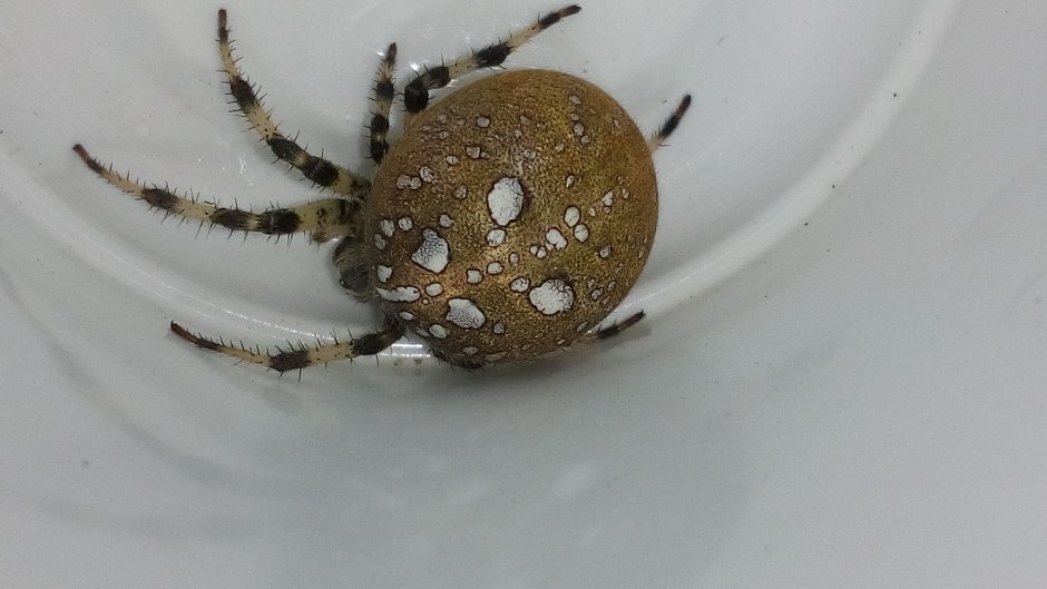 Паук с белыми точками крестовик