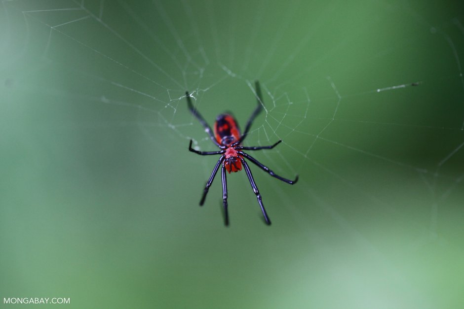 Каракурт альбинос