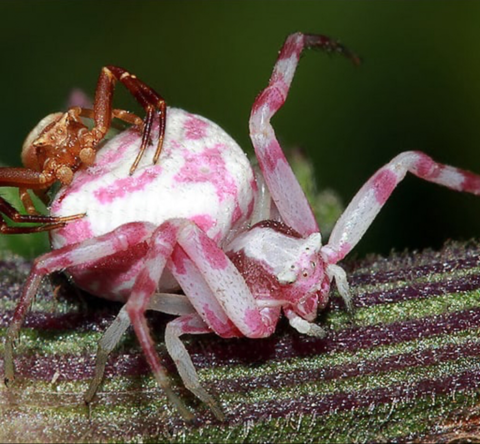 Leucorchestris arenicola
