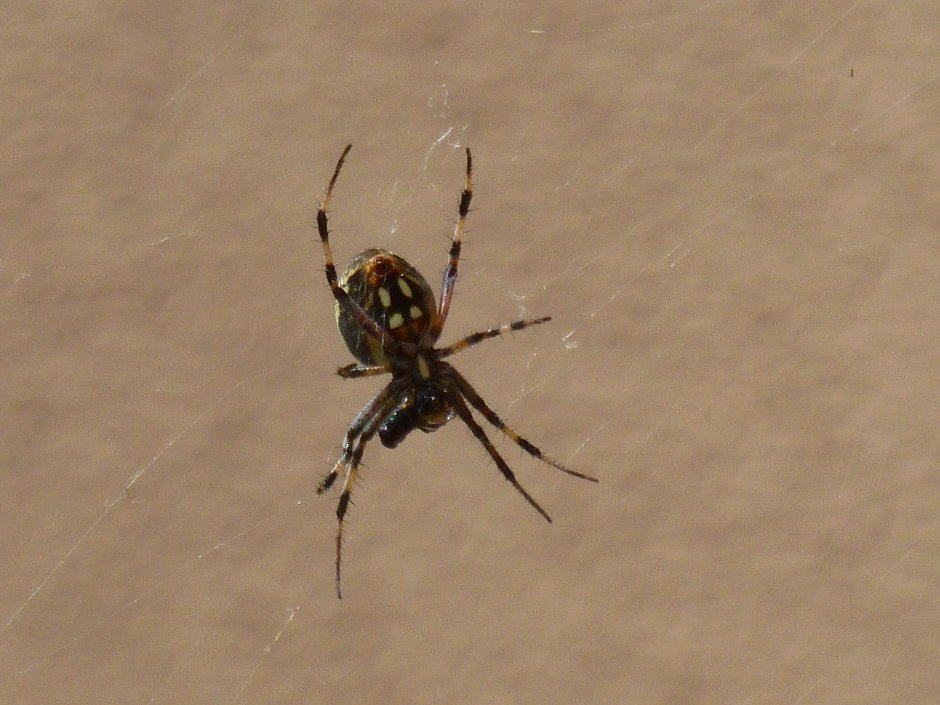 Паук Каракурт желтый